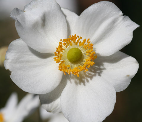 Image of Anemone x hybrida 'Honorine Jobert' [AGM] - Japanese anemone variety