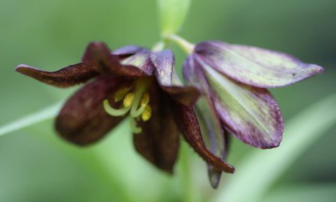 Image of Fritillaria camschatcensis - Black Sarana