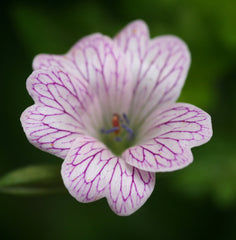 Image of Geranium x oxonianum 'Katherine Adele' - Cranesbill variety