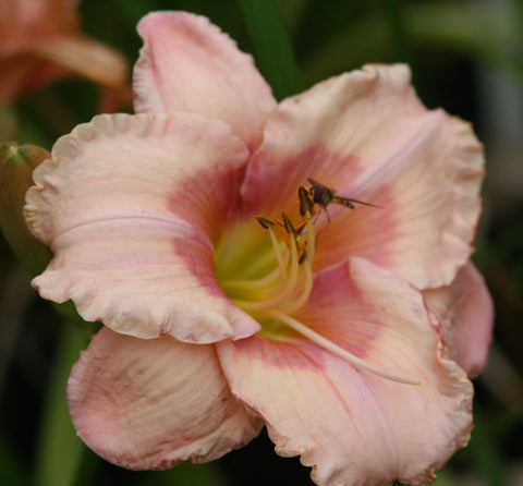 Image of Hemerocallis 'Janice Brown' - Daylily variety