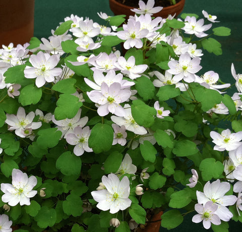Image of Anemonella thalictroides - Rue anemone variety