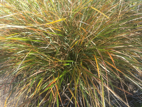 Image of Anemanthele lessoniana [AGM] - Pheasant grass, New Zealand wind grass