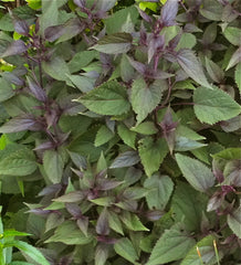 Image of Ageratina altissima 'Chocolate' - Snakeroot variety