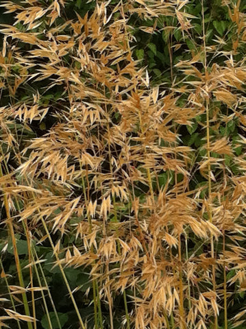 Image of Stipa gigantea [AGM] - Golden oats