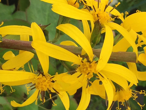 Image of Ligularia 'The Rocket' [AGM] - Leopard plant variety