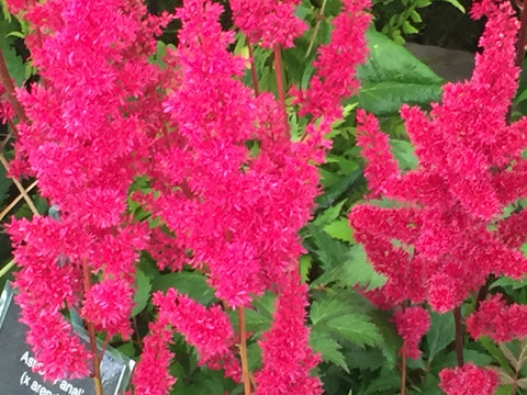 Image of Astilbe 'Fanal' ( x arendsii) [AGM]