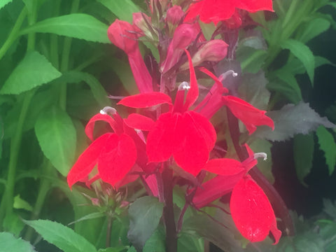 Image of Lobelia x speciosa 'Fan Scharlach' (Fan Series) syn. L. x speciosa 'Fan Scarlet'