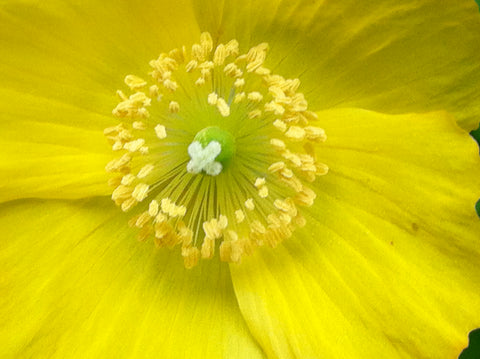 Image of Papaver cambricum syn. Meconopsis cambrica - Welsh Poppy