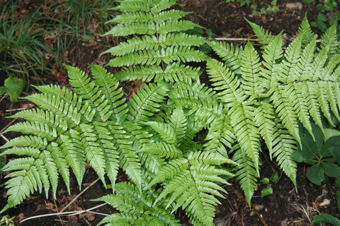 Image of Dryopteris affinis [AGM] - Golden shield fern, Scaly male fern