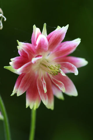 Image of Aquilegia vulgaris var. stellata 'Nora Barlow' (Barlow Series) - Columbine variety, Granny's bonnet variety