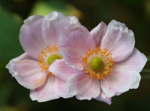 Image of Anemone x hybrida 'Robustissima' - Japanese anemone variety