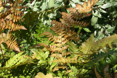 Image of Dryopteris erythrosora [AGM] - Japanese shield fern
