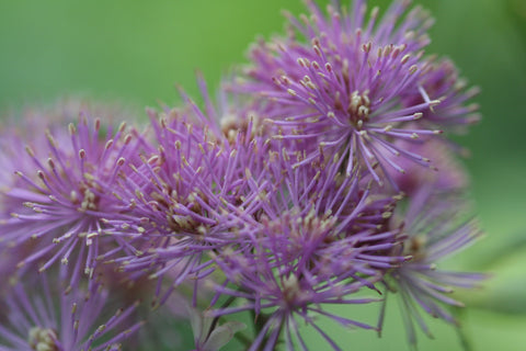 Image of Thalictrum 'Black Stockings'