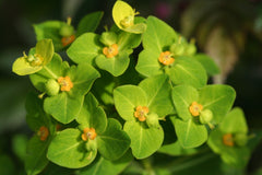 Image of Euphorbia amygdaloides var. robbiae - Wood spurge variety, Mrs. Robb's bonnet