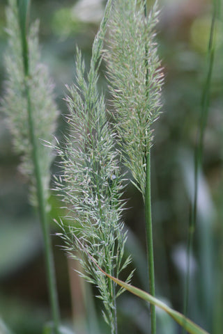Image of Calamagrostis brachytricha [AGM] - The Korean Feather Reed Grass