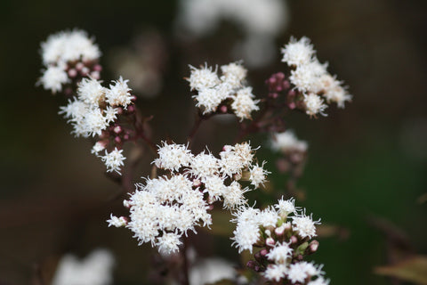 emoglobina altissima Ageratina altissima 'Chocolate'