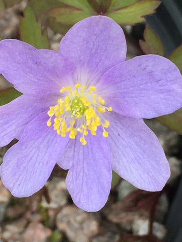 Image of Anemone nemorosa 'Bowles' Purple' - Wood anemone variety