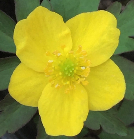 Image of Anemone ranunculoides [AGM] - Wood ginger, Yellow anemone