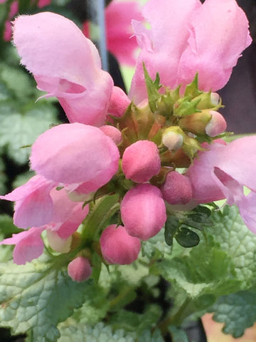 Image of Lamium maculatum 'Pink Pewter' - Spotted deadnettle variety