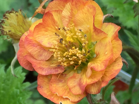 Image of Geum 'Alabama Slammer' (PBR)