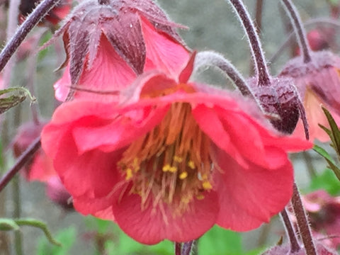 Geum 'Flames of Passion' (PBR)  Moore and Moore Plants