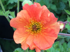 Image of Geum 'Totally Tangerine' (PBR)