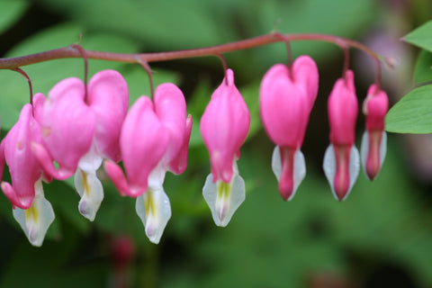 Image of Lamprocapnos spectabilis (syn. Dicentra spectabilis) [AGM] - Bleeding Heart, Lady in the Bath, Dutchman's Breeches