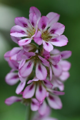 Image of Francoa sonchifolia - Bridal wreath, Wedding flower