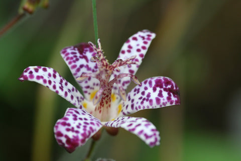 Image of Tricyrtis formosana Stolonifera Group - Toad lily variety