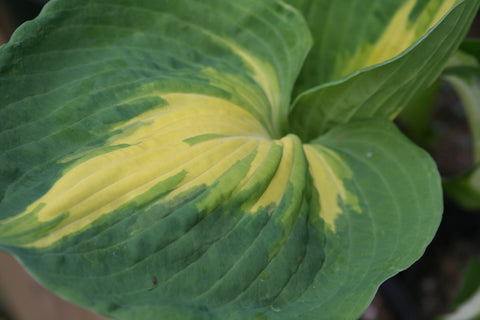 Image of Hosta 'Touch of Class' [AGM] (PBR) - Plantain lily variety