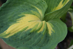 Image of Hosta 'Touch of Class' [AGM] (PBR) - Plantain lily variety