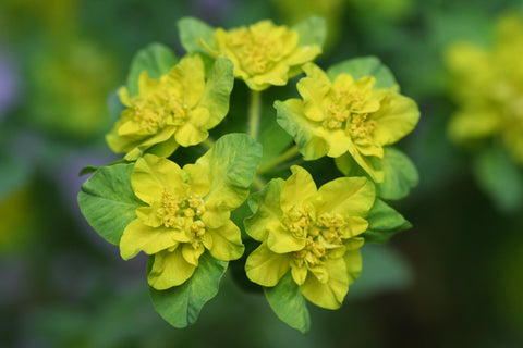 Image of Euphorbia epithymoides syn. E. polychroma - Cushion spurge