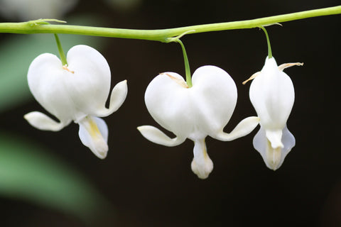 Image of Lamprocapnos spectabilis 'Alba' syn. Dicentra spectabilis 'Alba' [AGM] - White Bleeding heart, Lady-in-the-bath