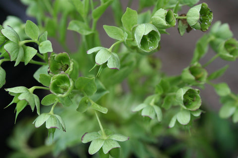 Image of Helleborus foetidus [AGM] - Stinking Hellebore