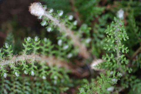 Image of Polystichum setiferum (Divisilobum Group) 'Proliferum' - Soft Shield Fern variety