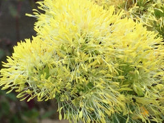Image of Thalictrum sphaerostychum