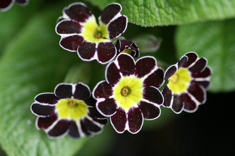 Image of Primula Silver-Laced Group black-flowered