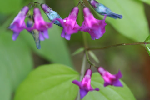Image of Lathyrus vernus [AGM] - Bitter vetch