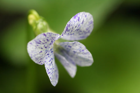 Image of Viola sororia 'Freckles'