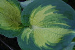 Image of Hosta 'Frances Williams' (Sieboldiana) [AGM] - Plantain lily variety