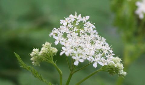 Image of Myrrhis odorata - Sweet cicely