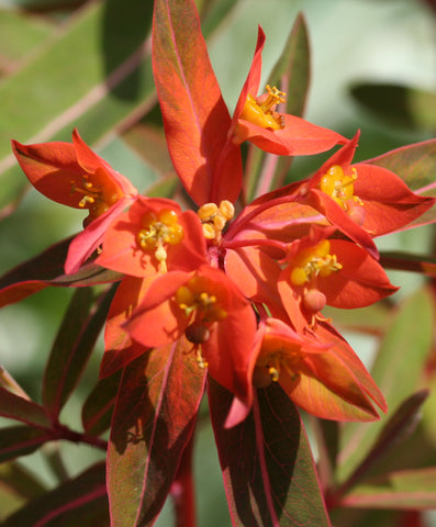 Image of Euphorbia griffithii 'Fireglow' - Spurge variety