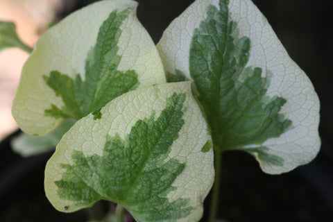 Image of Brunnera macrophylla 'Dawson's White' - Siberian bugloss variety