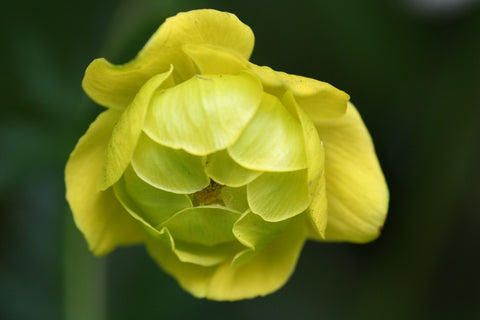 Image of Trollius x cultorum 'Lemon Queen' - Globeflower variety