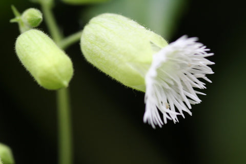 silene fimbriata plant Silene fimbriata