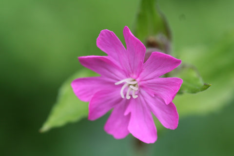 Image of Silene dioica - Red Campion