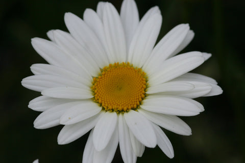 Image of Leucanthemum x superbum 'Becky' - Shasta daisy variety