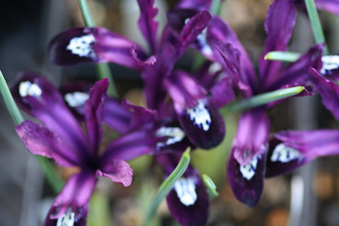Image of Iris 'Purple Gem' (Reticulata)