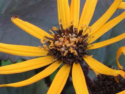 Image of Ligularia dentata 'Desdemona' - Leopard plant variety