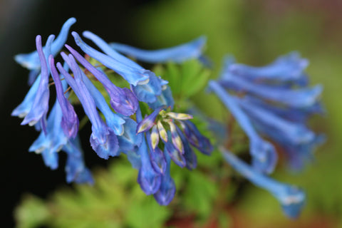 Image of Corydalis 'Spinners'